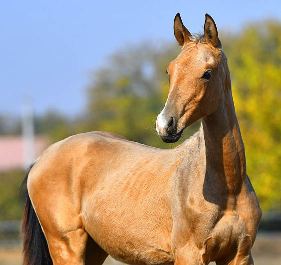 MENELAO - Akhal Teke - Foals